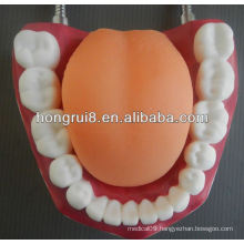New Style Medical Dental Care Model,teeth cleaning